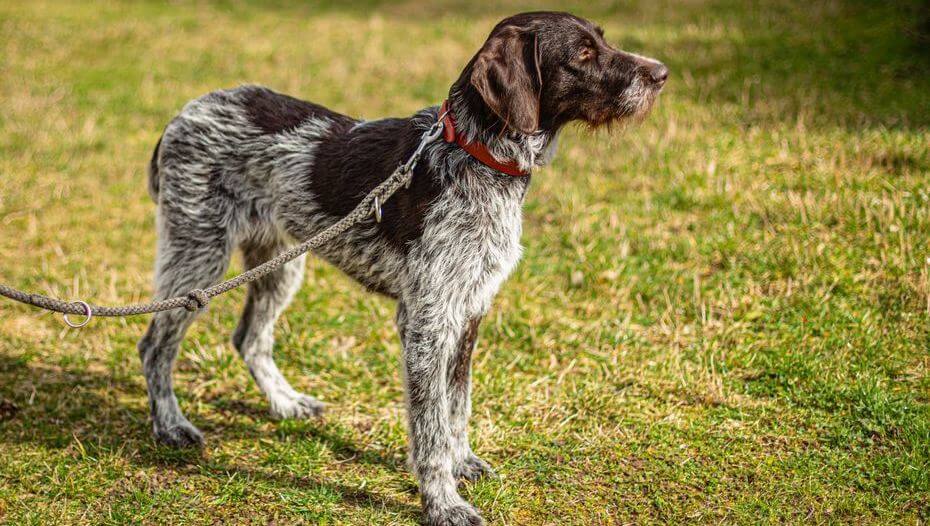 9 WireHaired Dog Breeds That Are Shaggy & Cute Purina